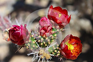 Púšť kvitnúť na kaktus 