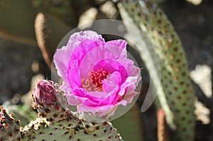 Desert Bloom Series - Beavertail Cactus - Opuntia Basilaris