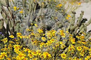 Desert Bloom Series - Brittlebush - Encelia Farinosa photo