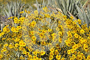 Desert Bloom Series - Brittlebush - Encelia Farinosa photo