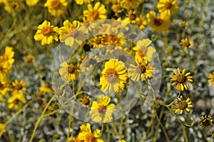 Desert Bloom Series - Brittlebush - Encelia Farinosa photo