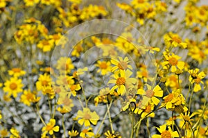 Desert Bloom Series - Brittlebush - Encelia Farinosa photo