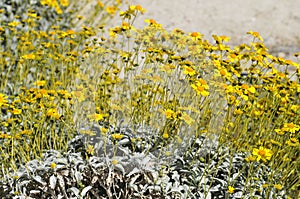 Desert Bloom Series - Brittlebush - Encelia Farinosa photo