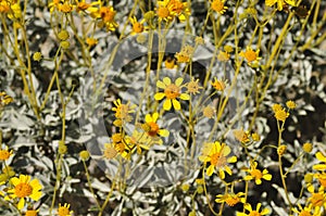 Desert Bloom Series - Brittlebush - Encelia Farinosa photo