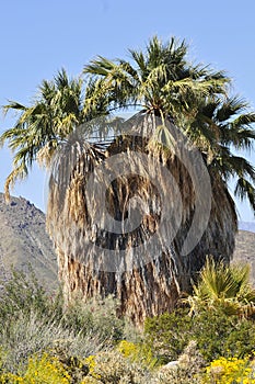 Desert Bloom Series - California Desert Fan Palm - Washingtonia Filifera