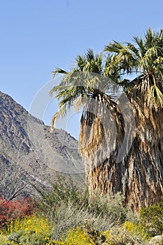 Desert Bloom Series - California Desert Fan Palm - Washingtonia Filifera