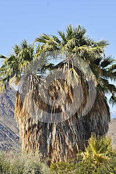 Desert Bloom Series - California Desert Fan Palm - Washingtonia Filifera