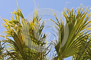 Desert Bloom Series - California Desert Fan Palm - Washingtonia Filifera