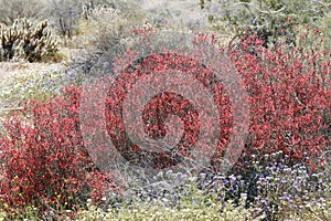 Desert Bloom Series - Chuparosa - Justicia Californica
