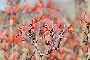 Desert Bloom Series - Chuparosa - Justicia Californica