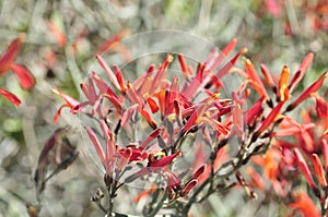 Desert Bloom Series - Chuparosa - Justicia Californica