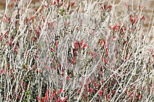 Desert Bloom Series - Chuparosa - Justicia Californica