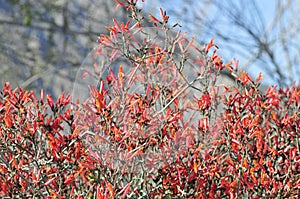 Desert Bloom Series - Chuparosa - Justicia Californica