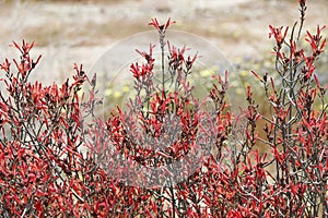 Desert Bloom Series - Chuparosa - Justicia Californica