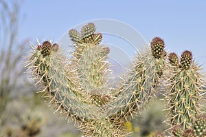 Desert Bloom Series - Jumping Cholla - Cylindropuntia Fulgida