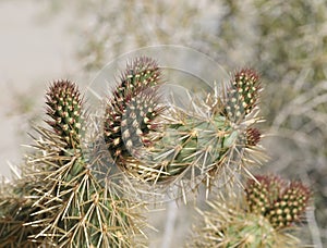 Desert Bloom Series - Jumping Cholla - Cylindropuntia Fulgida