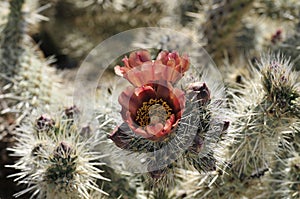 Desert Bloom Series - Jumping Cholla - Cylindropuntia Fulgida