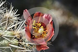 Desert Bloom Series - Jumping Cholla - Cylindropuntia Fulgida