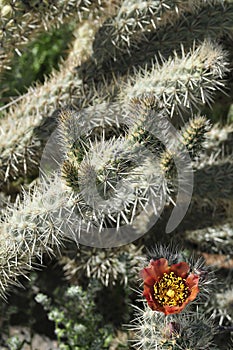 Desert Bloom Series - Jumping Cholla - Cylindropuntia Fulgida