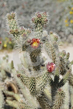 Desert Bloom Series - Jumping Cholla - Cylindropuntia Fulgida