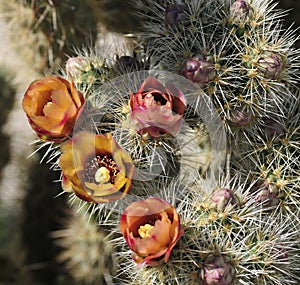 Desert Bloom Series - Jumping Cholla - Cylindropuntia Fulgida