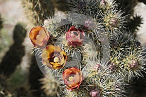 Desert Bloom Series - Jumping Cholla - Cylindropuntia Fulgida