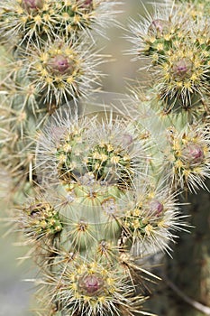 Desert Bloom Series - Jumping Cholla - Cylindropuntia Fulgida