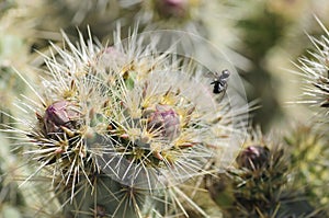 Desert Bloom Series - Jumping Cholla - Cylindropuntia Fulgida