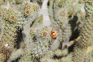 Desert Bloom Series - Jumping Cholla - Cylindropuntia Fulgida