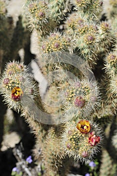 Desert Bloom Series - Jumping Cholla - Cylindropuntia Fulgida