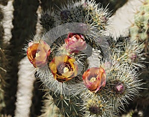 Desert Bloom Series - Jumping Cholla - Cylindropuntia Fulgida