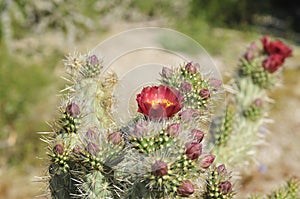 Desert Bloom Series - Jumping Cholla - Cylindropuntia Fulgida