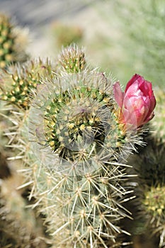 Desert Bloom Series - Jumping Cholla - Cylindropuntia Fulgida