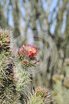 Desert Bloom Series - Jumping Cholla - Cylindropuntia Fulgida