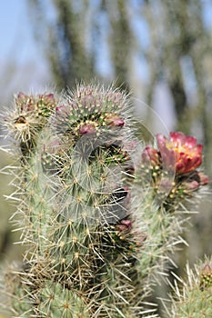 Desert Bloom Series - Jumping Cholla - Cylindropuntia Fulgida