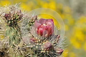 Desert Bloom Series - Jumping Cholla - Cylindropuntia Fulgida