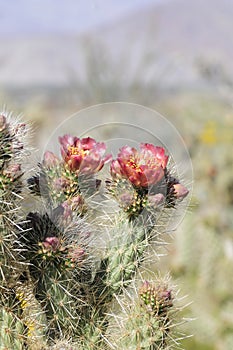 Desert Bloom Series - Jumping Cholla - Cylindropuntia Fulgida