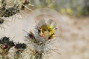 Desert Bloom Series - Jumping Cholla - Cylindropuntia Fulgida