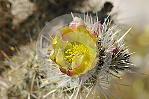 Desert Bloom Series - Jumping Cholla - Cylindropuntia Fulgida