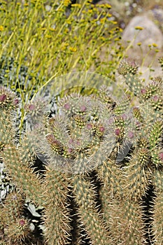 Desert Bloom Series - Jumping Cholla - Cylindropuntia Fulgida