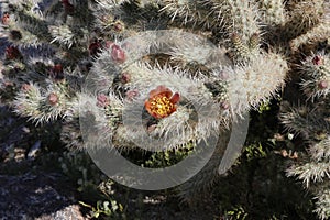 Desert Bloom Series - Jumping Cholla - Cylindropuntia Fulgida