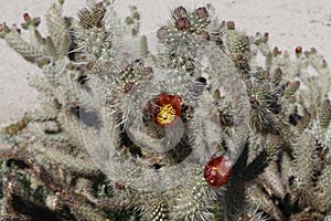 Desert Bloom Series - Jumping Cholla - Cylindropuntia Fulgida