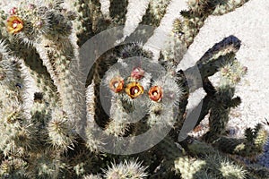 Desert Bloom Series - Jumping Cholla - Cylindropuntia Fulgida