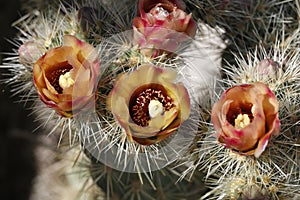 Desert Bloom Series - Jumping Cholla - Cylindropuntia Fulgida