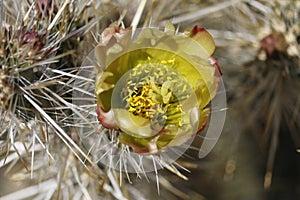 Desert Bloom Series - Jumping Cholla - Cylindropuntia Fulgida