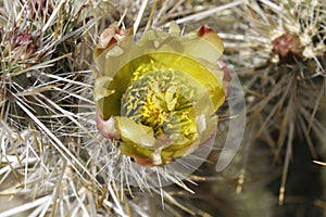 Desert Bloom Series - Jumping Cholla - Cylindropuntia Fulgida