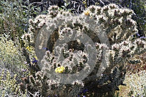 Desert Bloom Series - Jumping Cholla - Cylindropuntia Fulgida