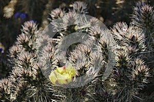 Desert Bloom Series - Jumping Cholla - Cylindropuntia Fulgida