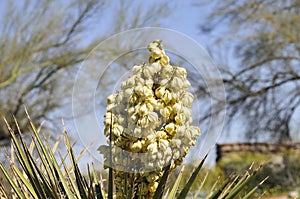 Desert Bloom Series - Mojave Yucca - Yucca Schidigera