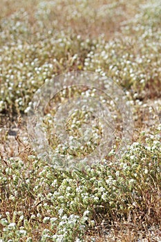 Desert Bloom Series - Popcorn Flowers - Boraginaceae genus Plagiobothrys